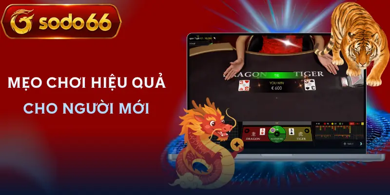 rong ho sodo66 kinh nghiem rong ho sodo66 kinh nghiem